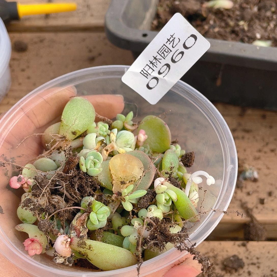 多肉植物多肉植物960
