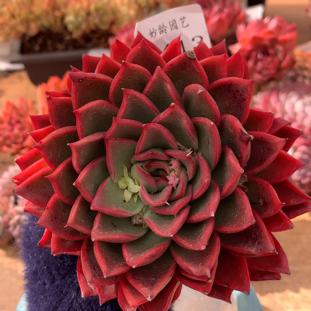 6413新年快乐发发发