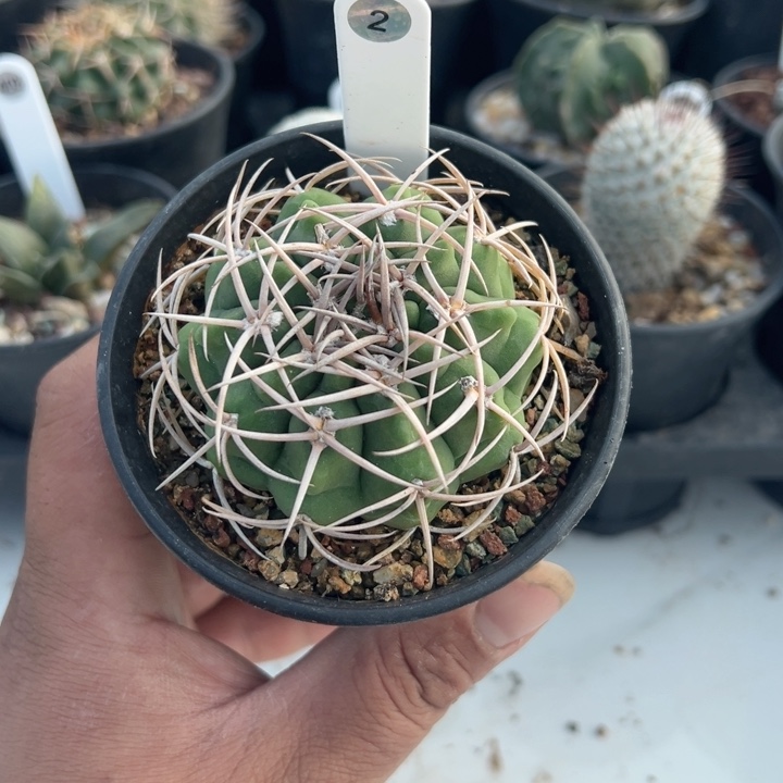 完全开放实生碧岩玉带盆发