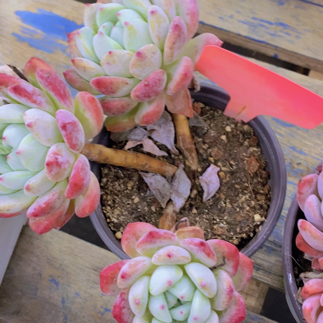 快乐至上，开心无价，一物一拍