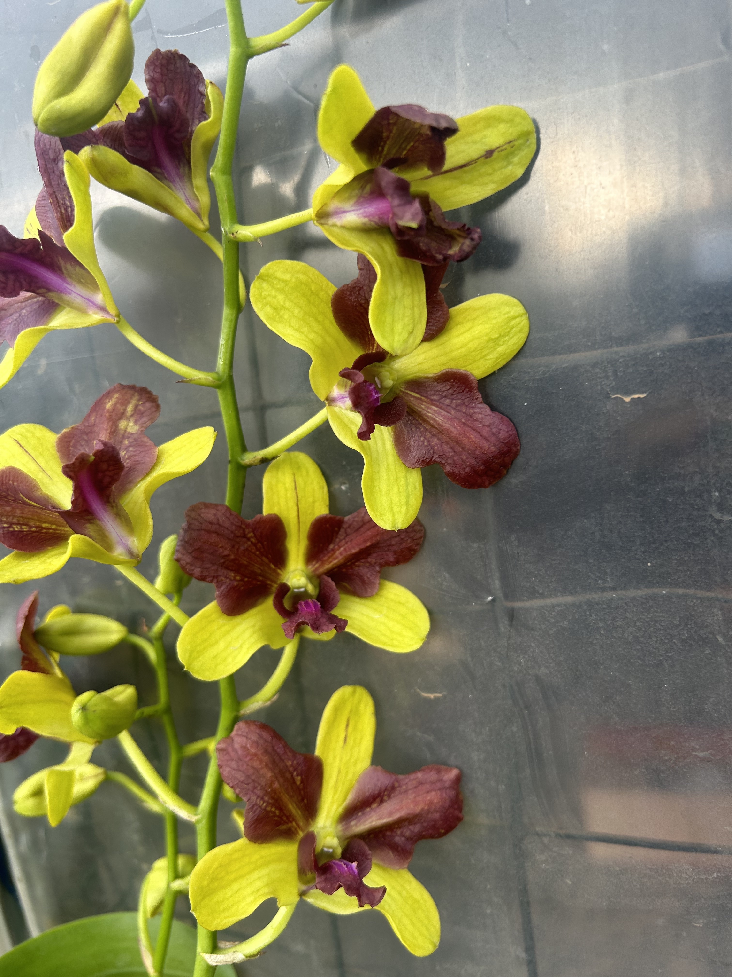 秋石斛兰（红心桃） 开花漂亮/泰国品种收藏