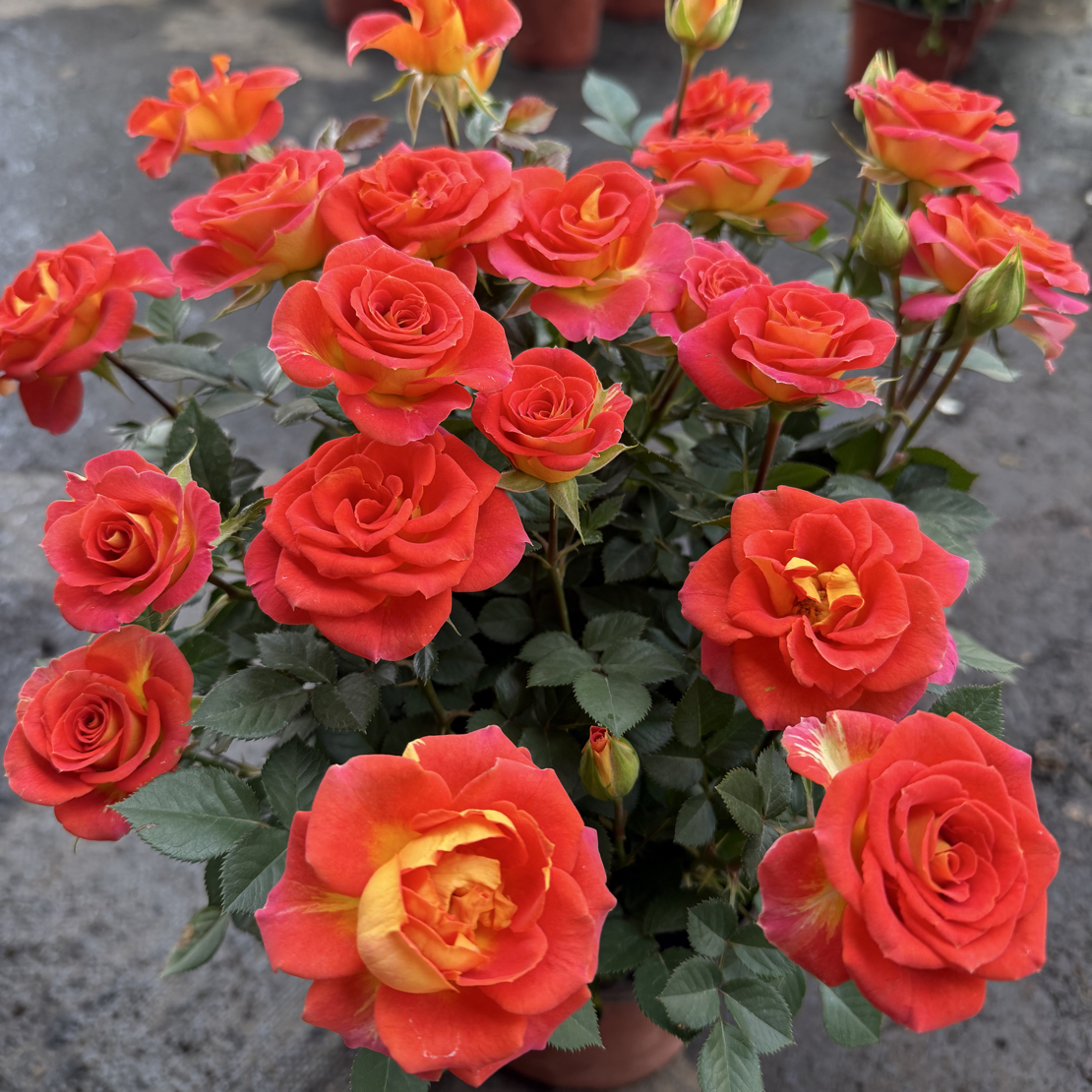 【双鱼座/二乔/魅惑】复色月季四季开花庭院阳台盆栽地栽带花苞发货