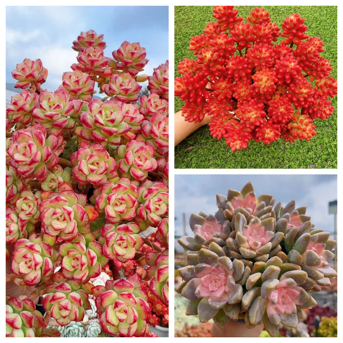 x爱格里斯+红葡萄+樱花  新手好养 带盆带土 云南基地直发