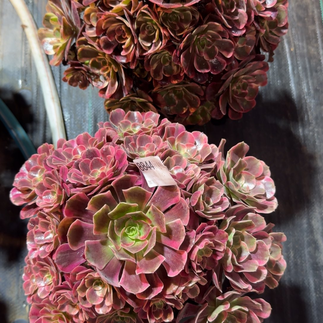 花***圆组合多肉8843➕8844多肉