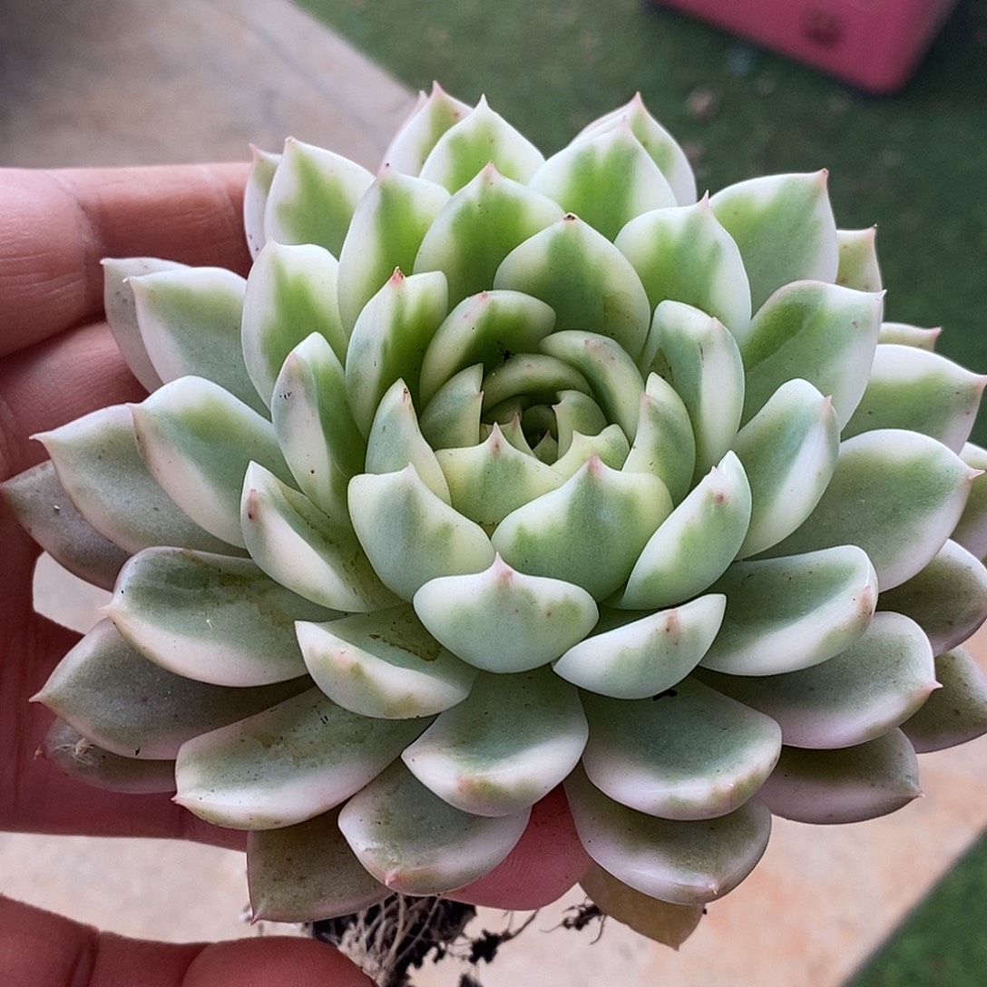 467长岛哈哈哈哈哈哈