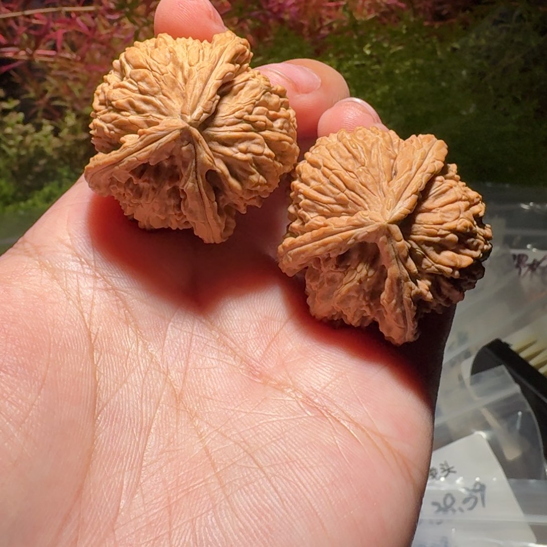 1608号转圈35高35全品白狮子三棱