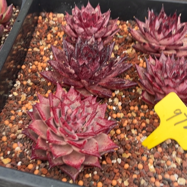 欣***欣972多肉55889988888888