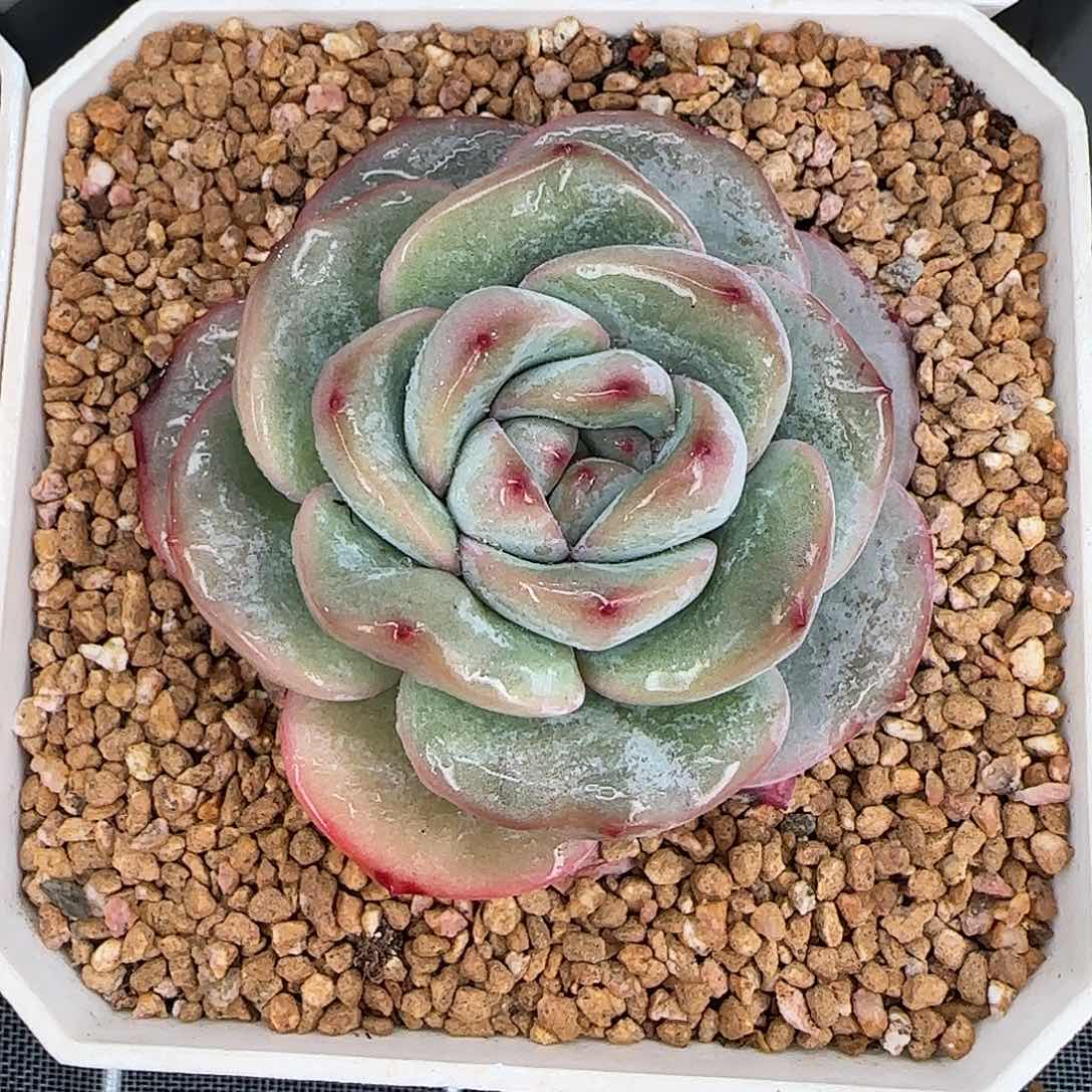 从前慢花园精选泡芙