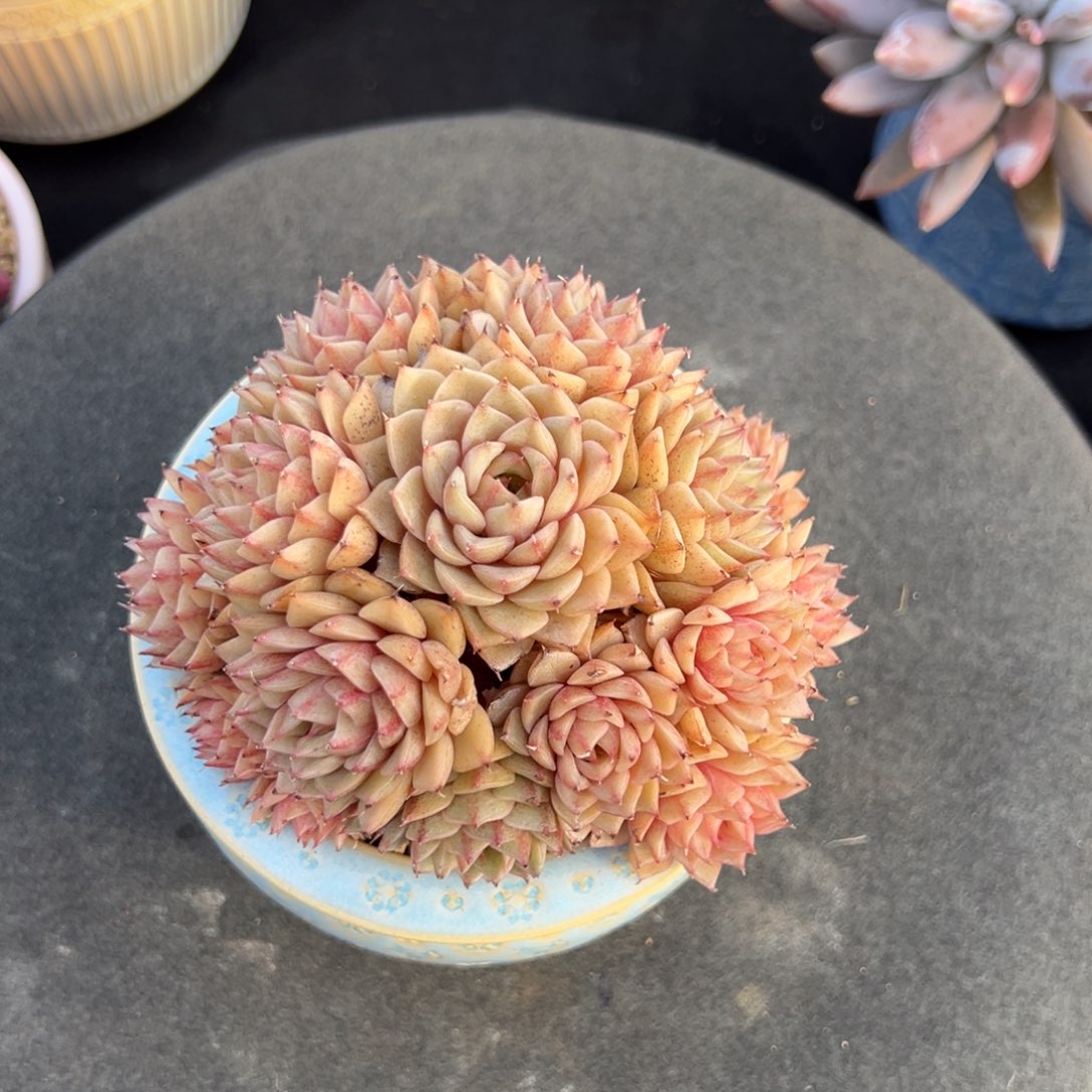 笨吧帝斯多肉一物一拍