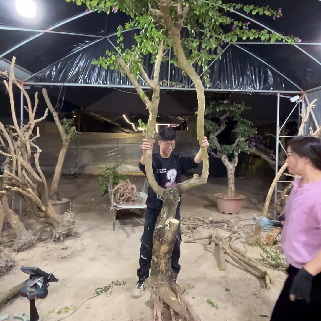 无花朵小叶紫一物一拍1098