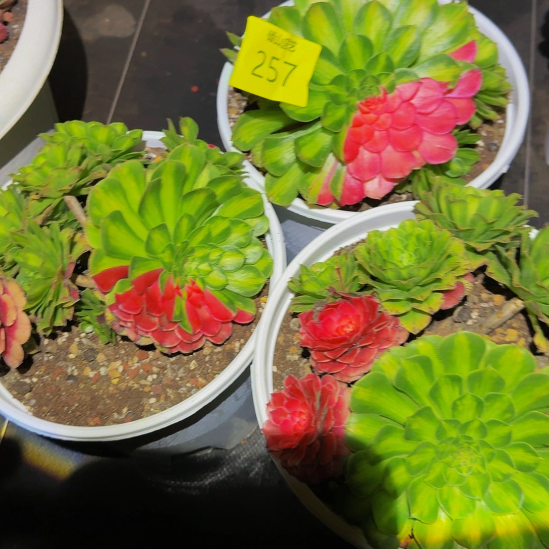 257号多肉知否三颗