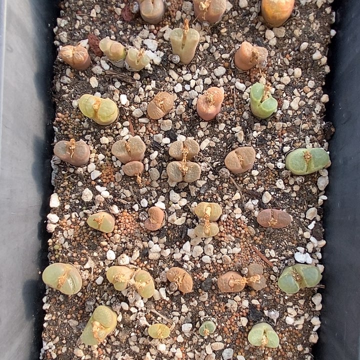 桃喜花园0203-10风铃一筐