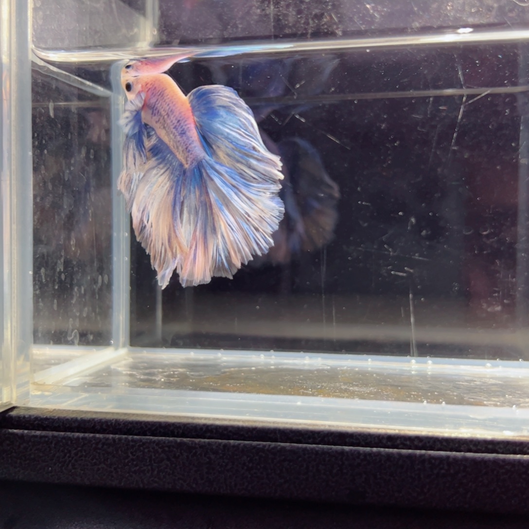 斗鱼浅色特殊尾hhhh