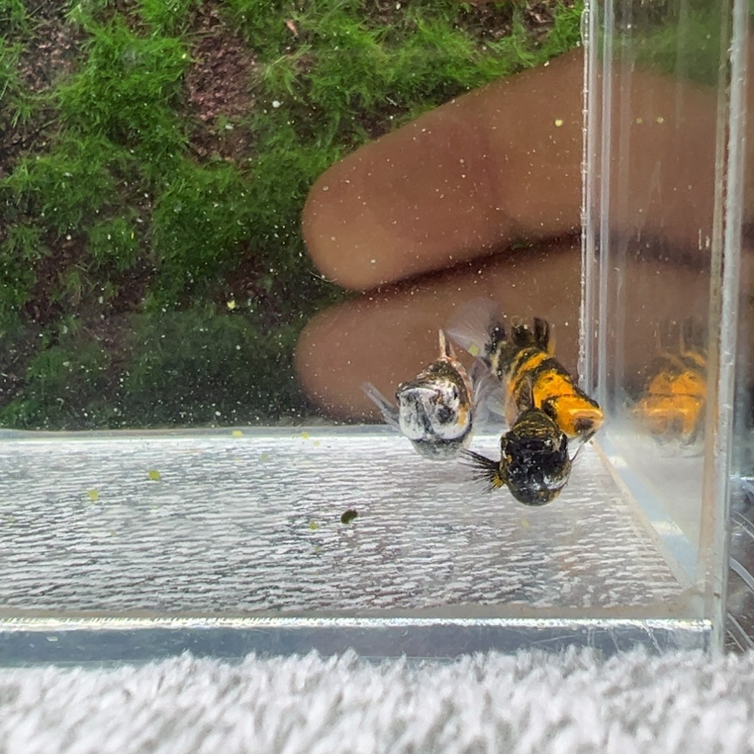 黑玛丽鱼鱼苗3条。   