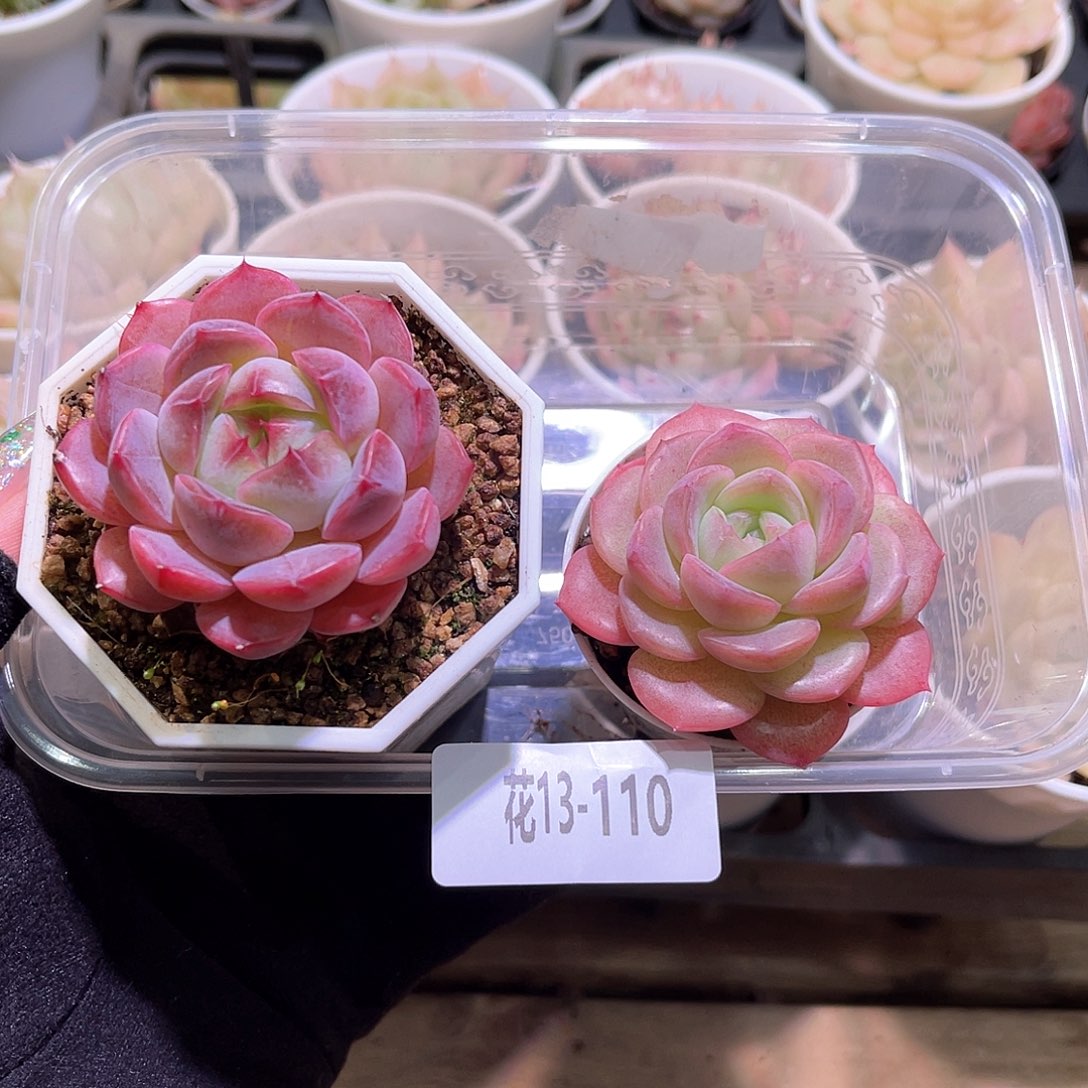 花利美13-110新品2颗