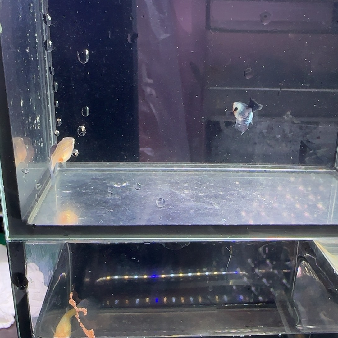 孔雀鱼大耳熊猫一对