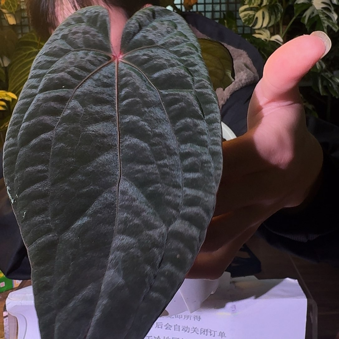 不开花植物G649夜龙杂黑桃