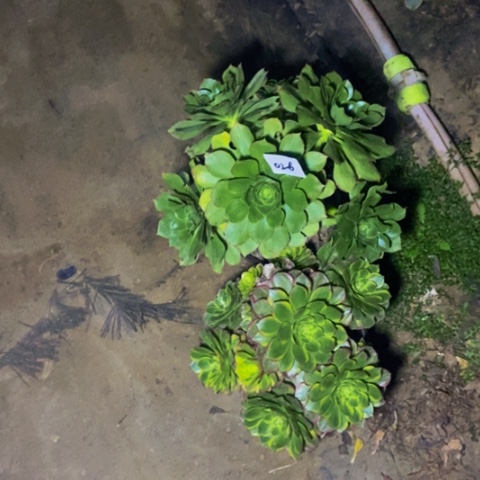 海****?奶白 大绿玫瑰多肉26多肉