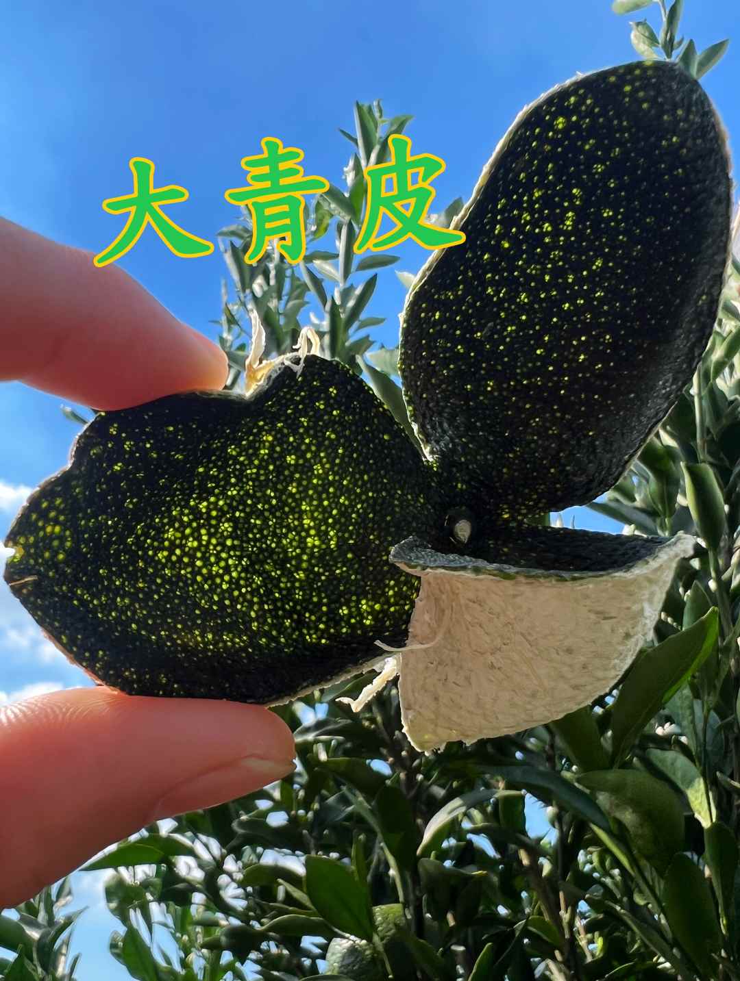【福皮来2025年新会青皮】三江果园新会陈皮薄荷香用处独特天然生晒