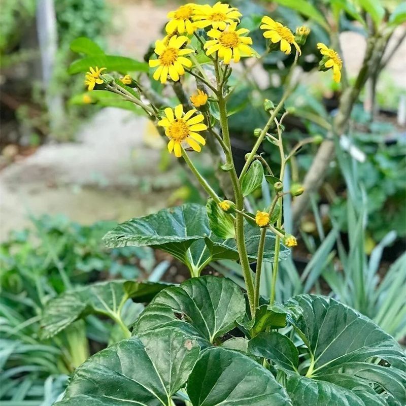 多年生耐阴耐热耐寒大叶吴风草盆栽适合庭院花镜的好养