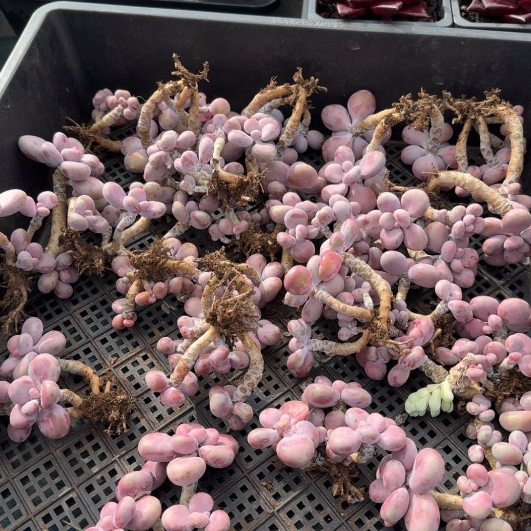 从前慢多肉精选编号1122.腰子蛋四头