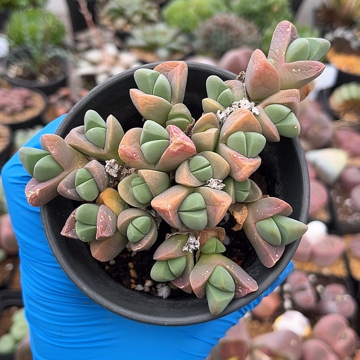 595 秋琴玉小老桩 带盆土