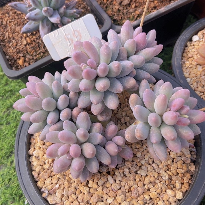 健健康康平平安安