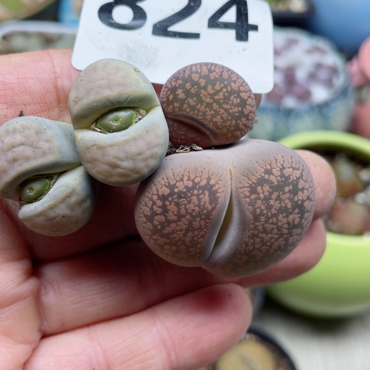 824日轮怪双头l l