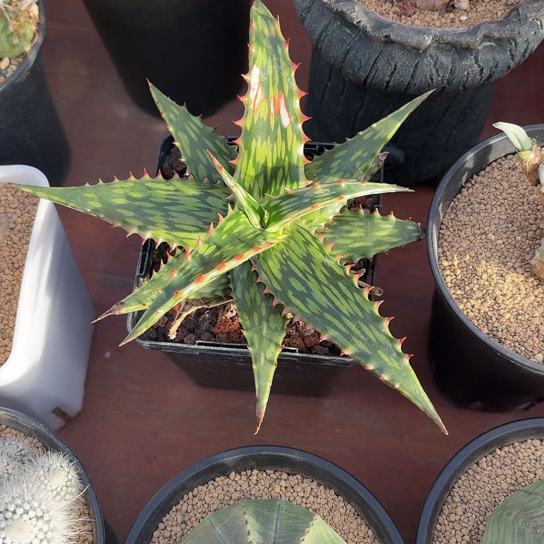 *****闪电芦荟仙人球123