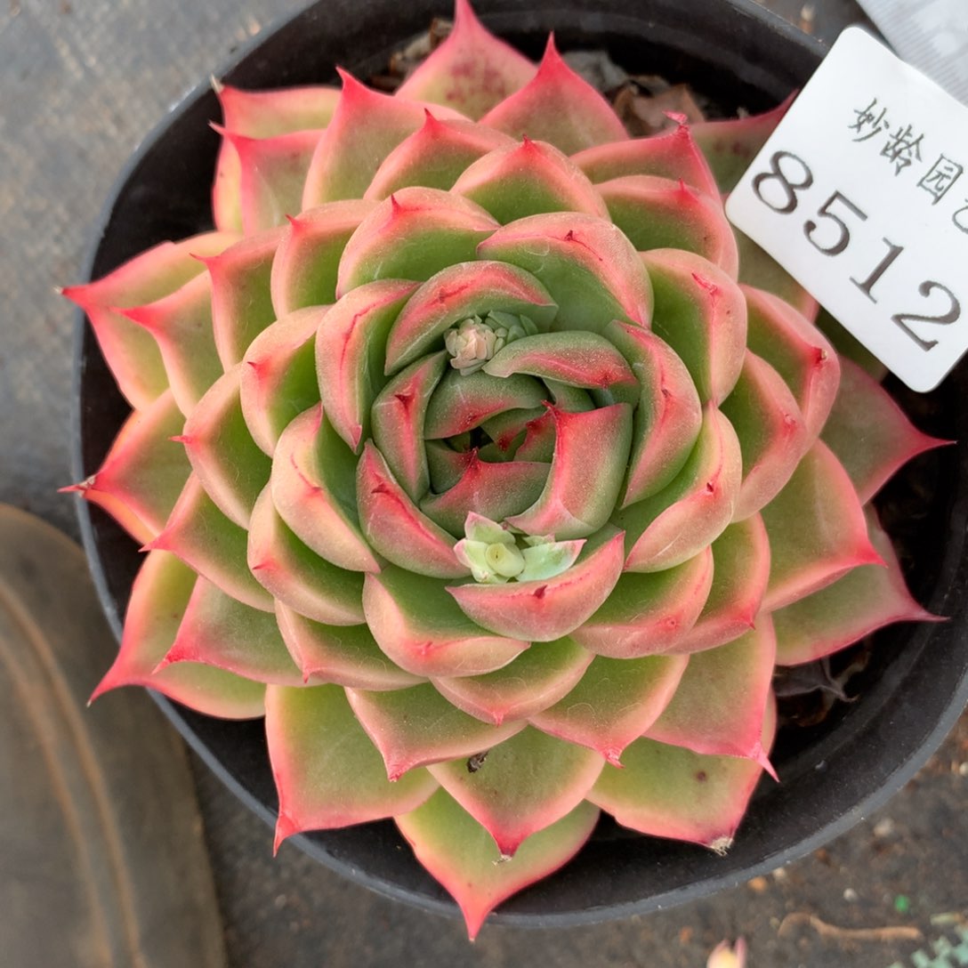 8512杂交多肉老桩