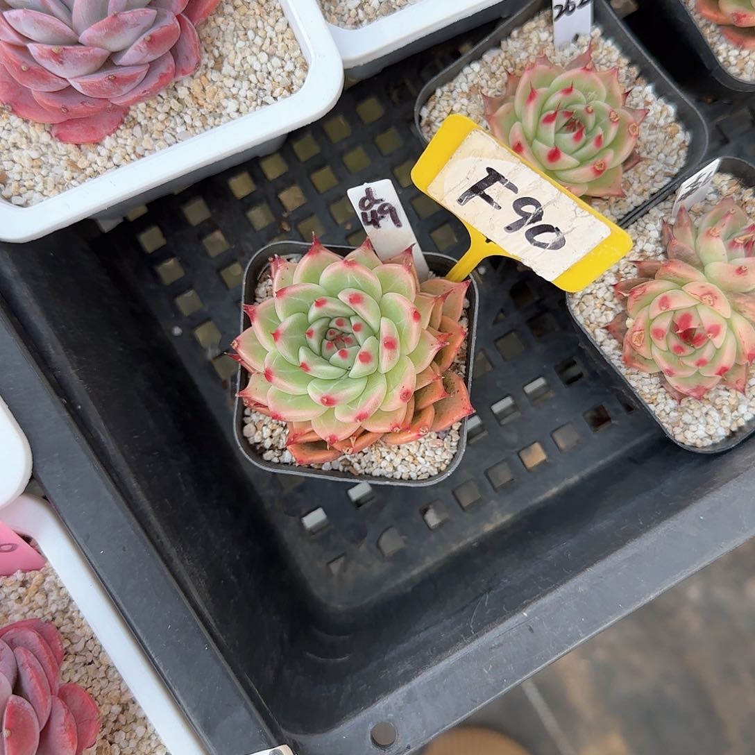 浅*F90托斯卡内利多肉