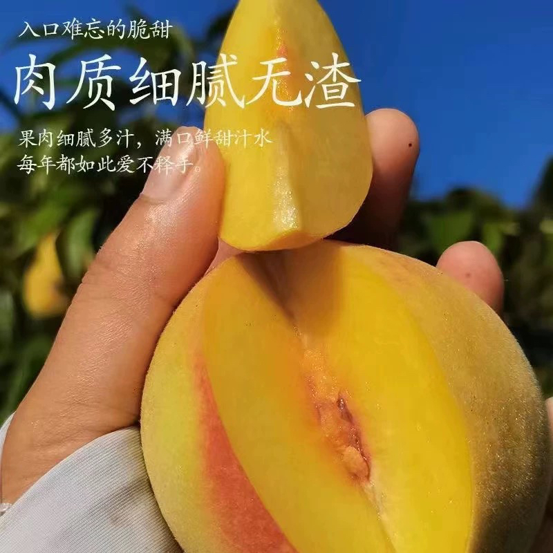 锦绣黄桃高山露天种植爆甜多汁蜜香味浓郁