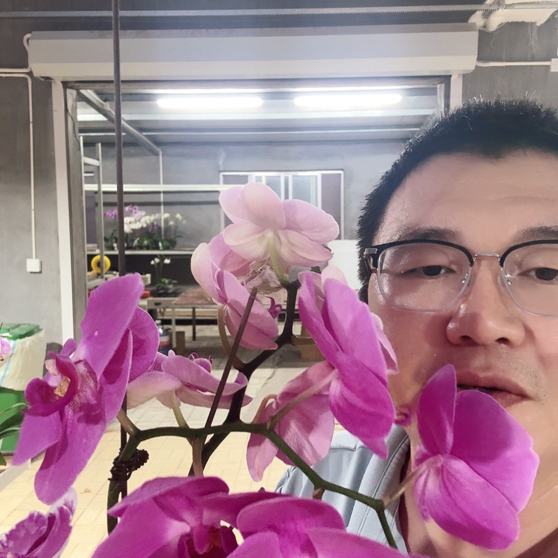 完全开放010素心石榴闪边三颗花后