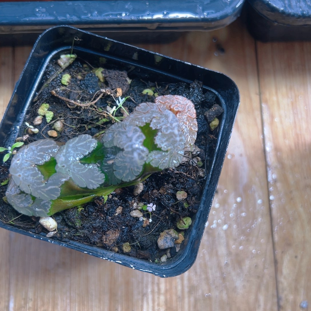 黑武泰玉扇多肉多肉一颗