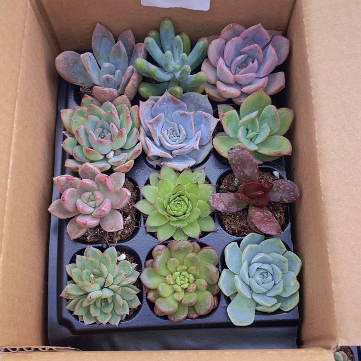 【闪购商品】12颗-2号约3-5厘米