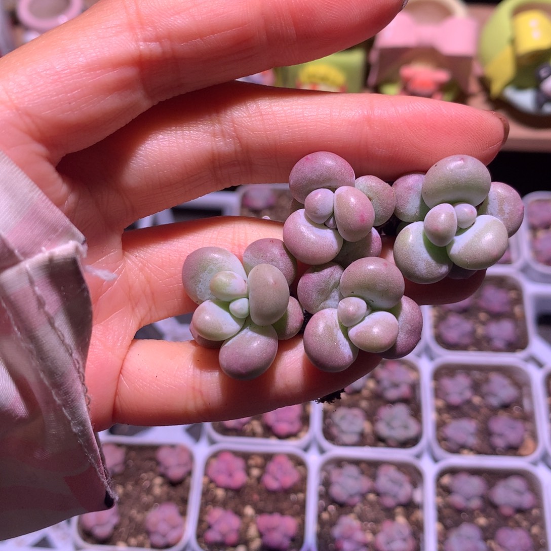 4颗芭比奶酪多肉哦