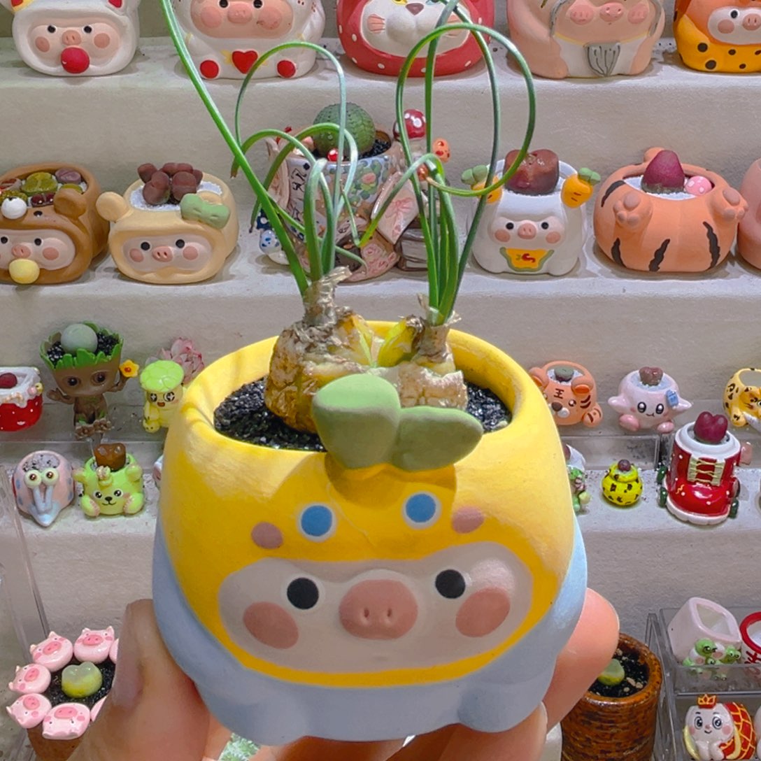 027双头弹簧草带盆土一套58