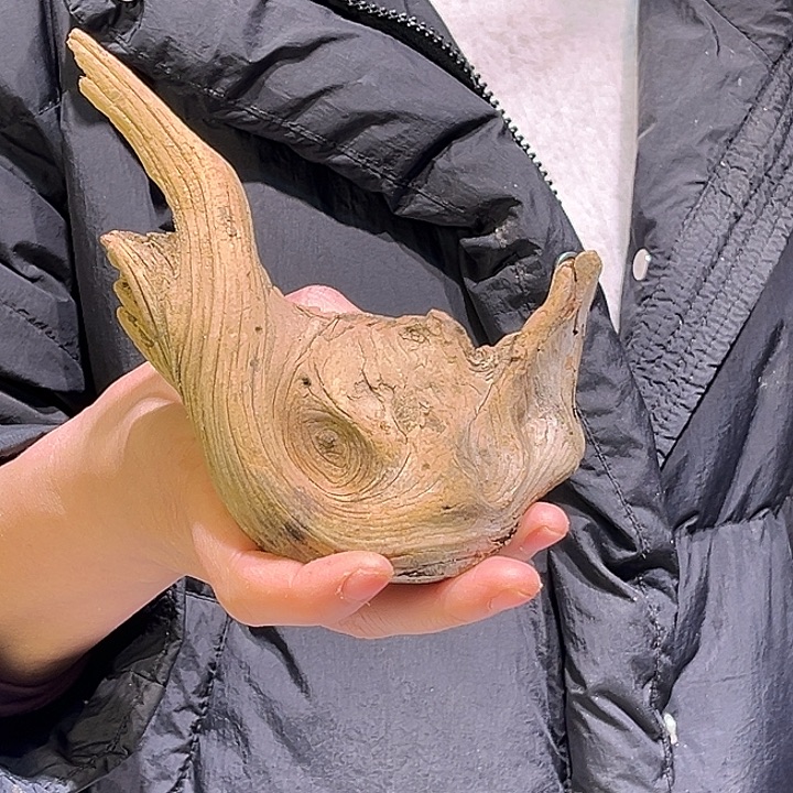 宁***5香榧木大自然的秘密