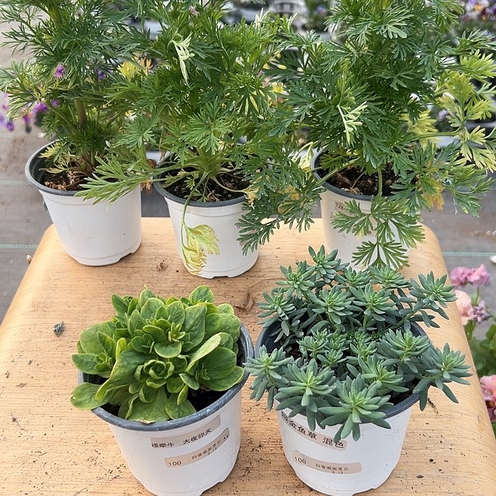 红陶抖音直播闪拍100