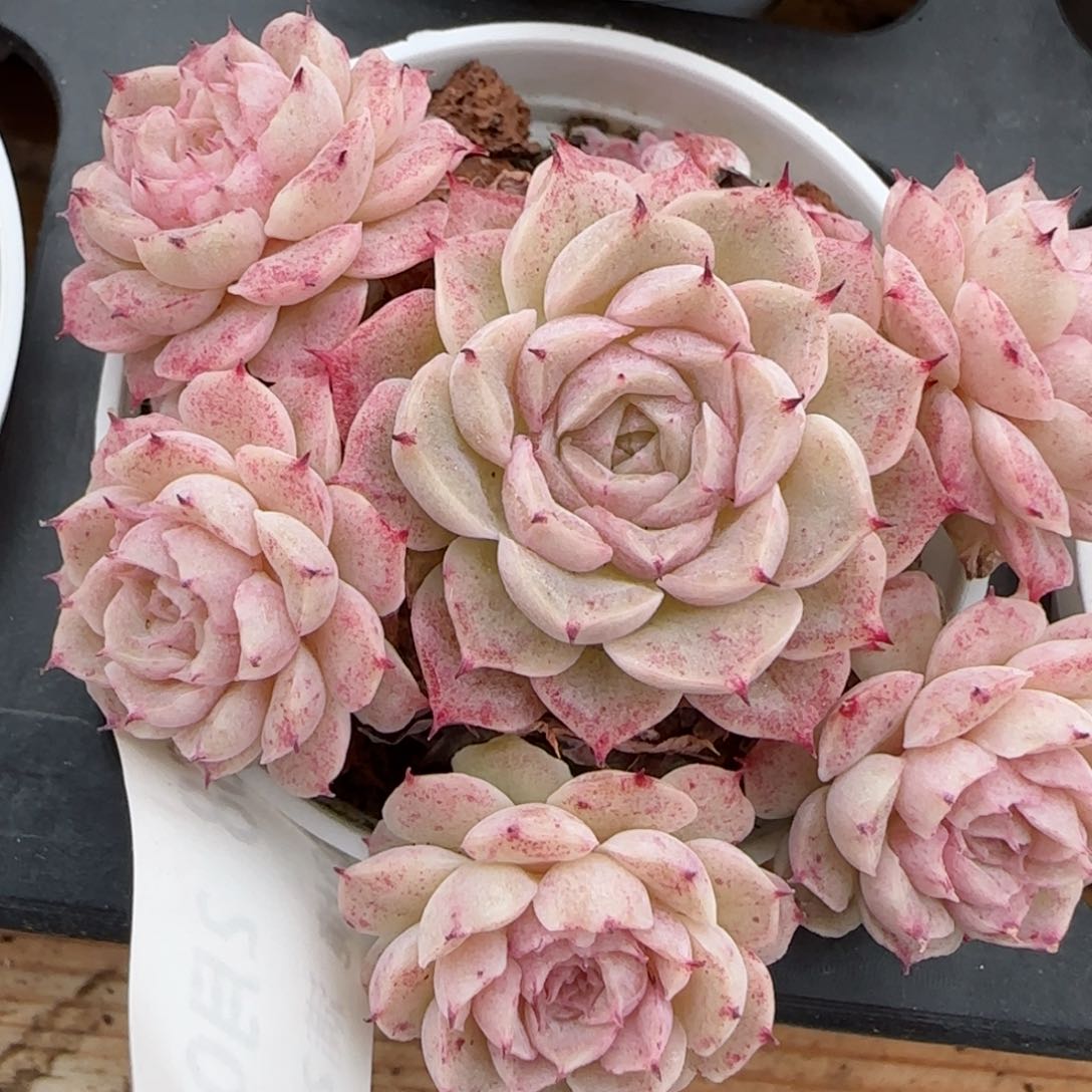 花语逸镜0203-368