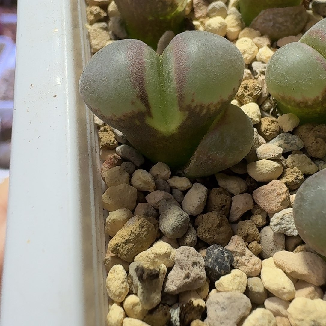 95号单头1791风铃一物一拍1.4