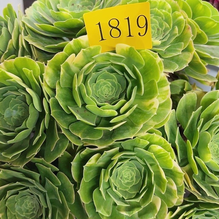 多肉植物福利1819