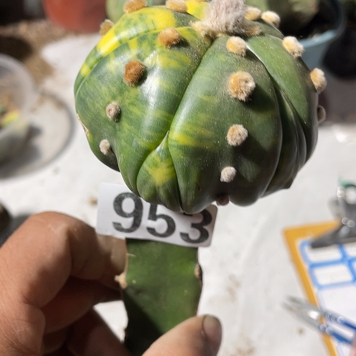 三角嫁接海星刀尖953号