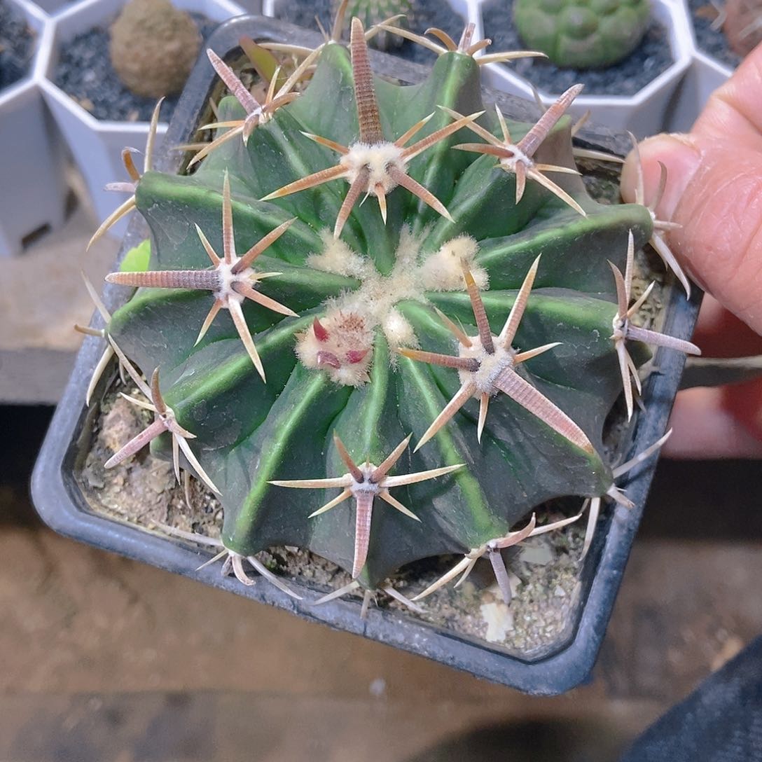 宽刺凌波一物一拍