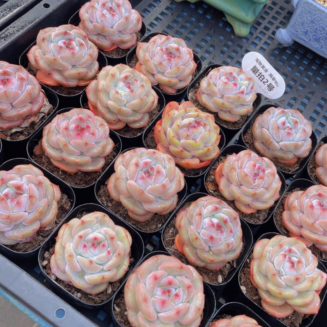 量拍2号紫皮石榴籽星影单头两个