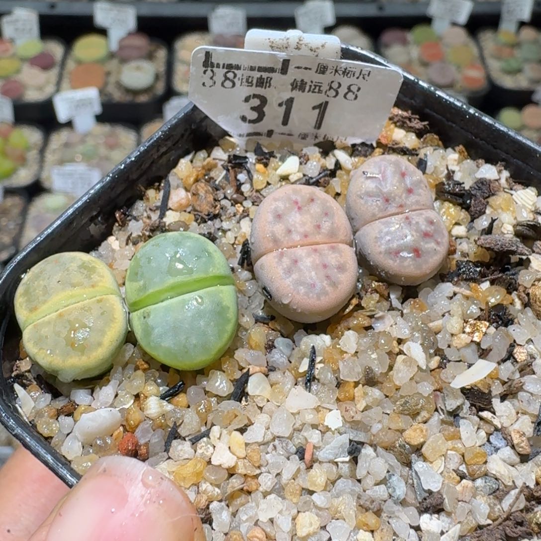 Ssss清货价出了311