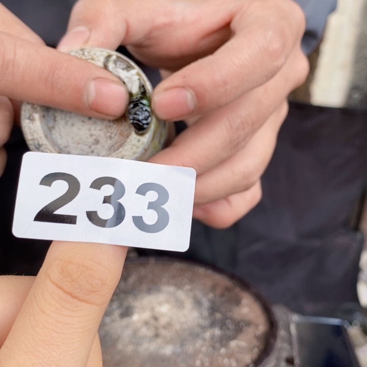 茶盏啦啦啦啦啦啦啦233