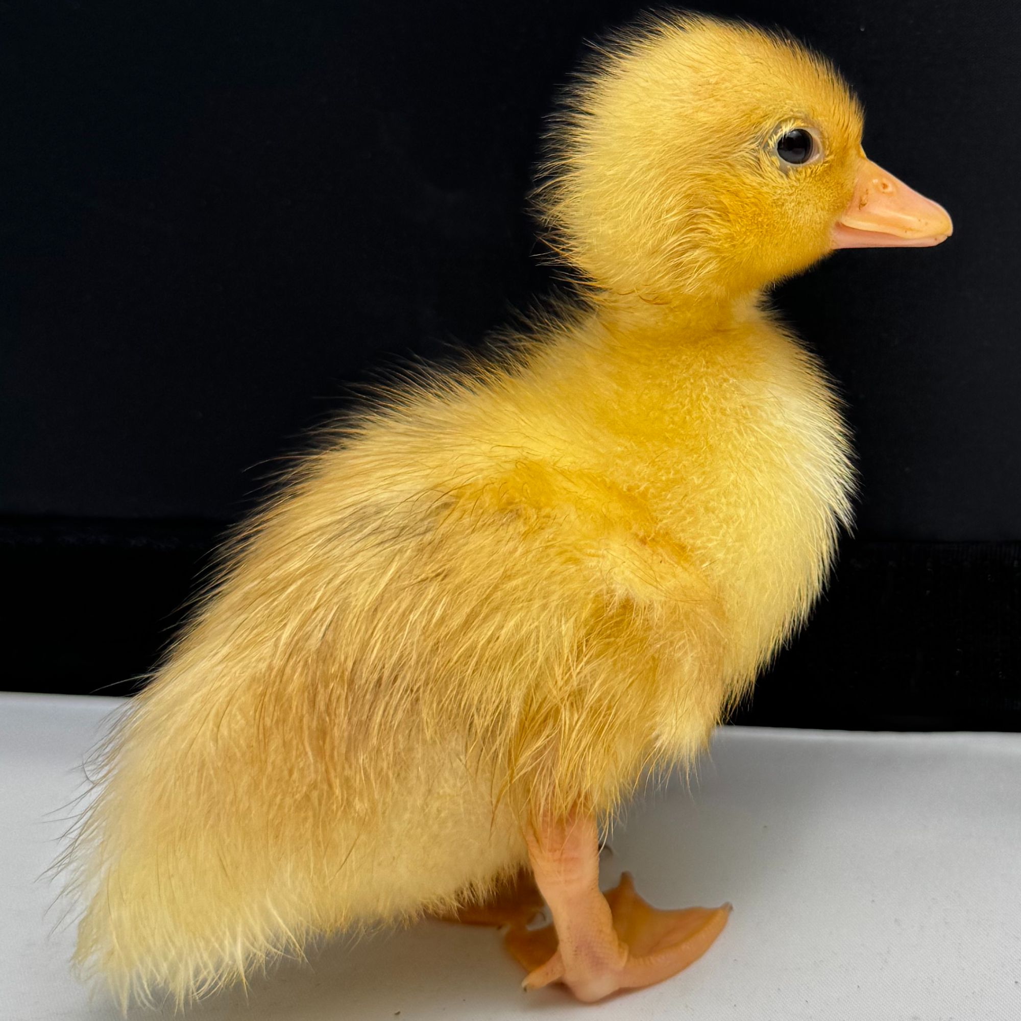 幼年小柯尔鸭幼苗60日龄左右特亲人粘人适合小宝宝手把手从小养