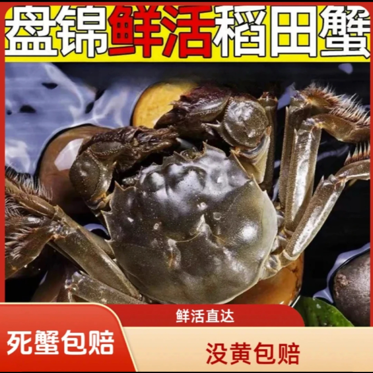 【活蟹】盘锦河蟹 全母蟹 1.1-0.8两/只 拍20只送10只 到手30只