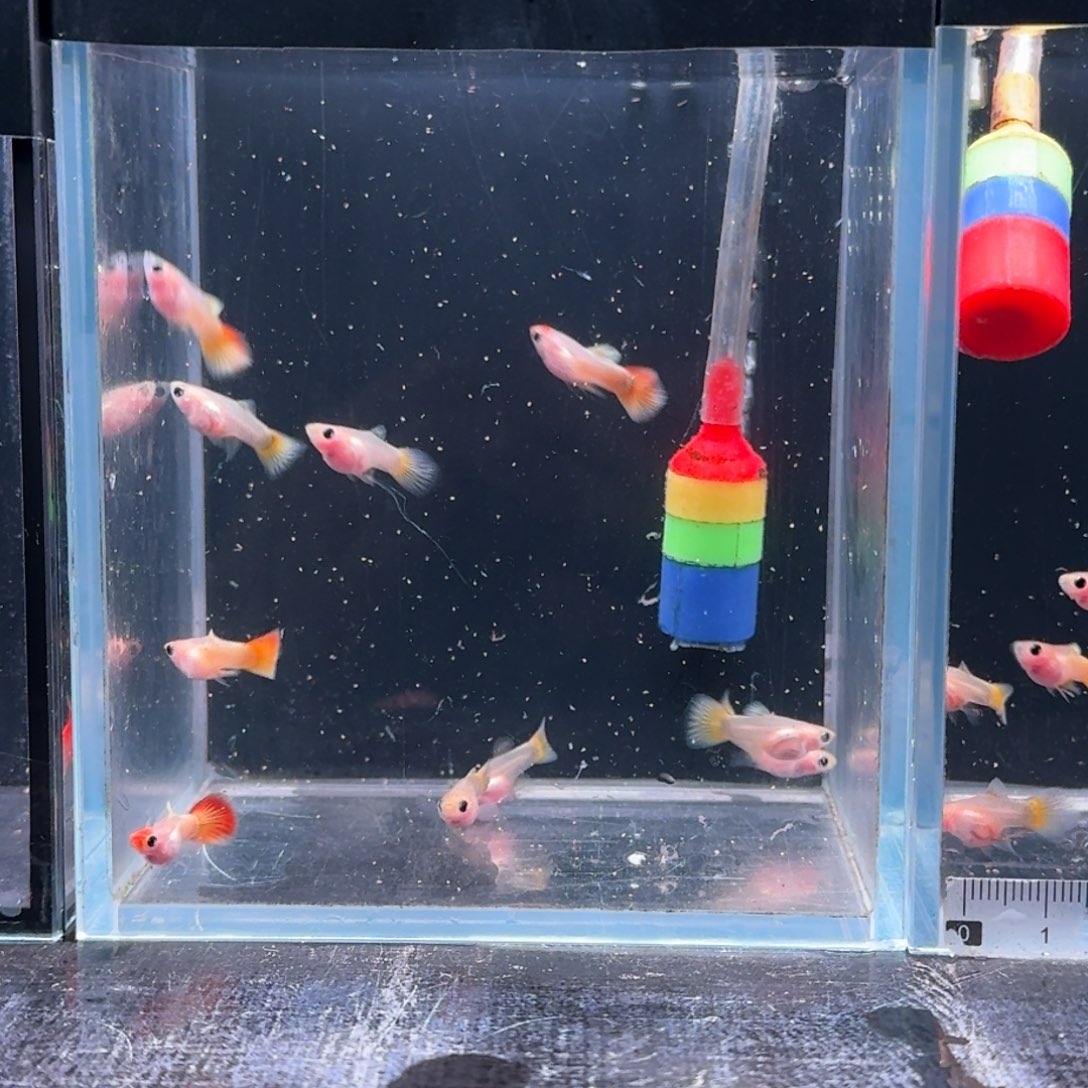 孔雀鱼皇家落日小压成10条